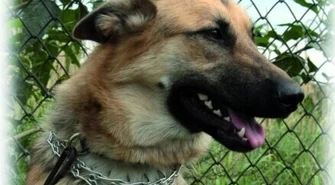 Czipowanie nielegalne - miasto przekroczyło granice