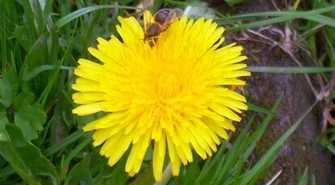 Czy nasz region dopadł syndrom masowego wymierania pszczół?