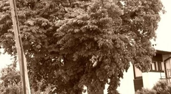 Problem z remontem... kasztanowiec na drodze