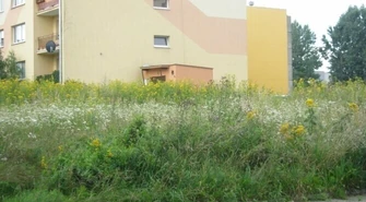 "Te chwasty powinny być dawno skoszone"