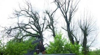 Sulejów: Kto wytnie stare wierzby?