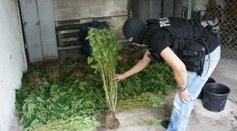 Region: Wykryta rodzinna plantacja narkotykowa