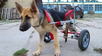 Ciuchcia być może będzie miała nowy dom