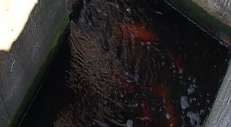 Tomaszów: Ryby&#8230; w oczyszczalni ścieków