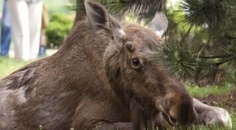 Kolejny łoś pojawił się w Piotrkowie