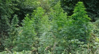 Region: Policjanci wykryli plantację