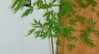 Region: Konopie zasadził w doniczce