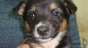 Schronisko: Przygarnij zwierzaka w weekend!