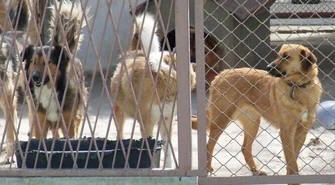 Chcą zniesienia podatku od adoptowanych zwierząt