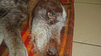 Poszukiwany właściciel zagłodzonego Duszka