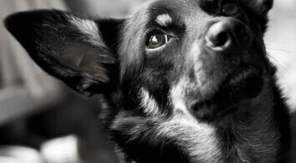 Czipowanie nieprawne - uchwała zaskarżona