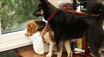 Od nowego roku nie będziemy płacić za psa?