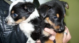 Schronisko: Akcja &#8222;Wigilia dla zwierząt&#8221; rozpoczęta