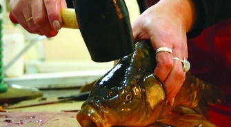 Karp też człowiek! Traktuj go po ludzku!