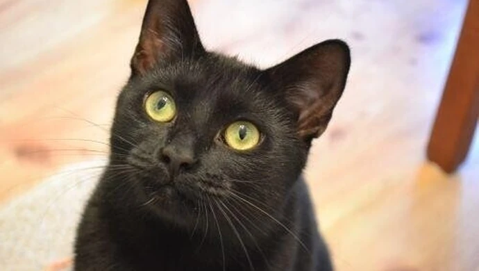 Muszą zadbać o bezdomne koty