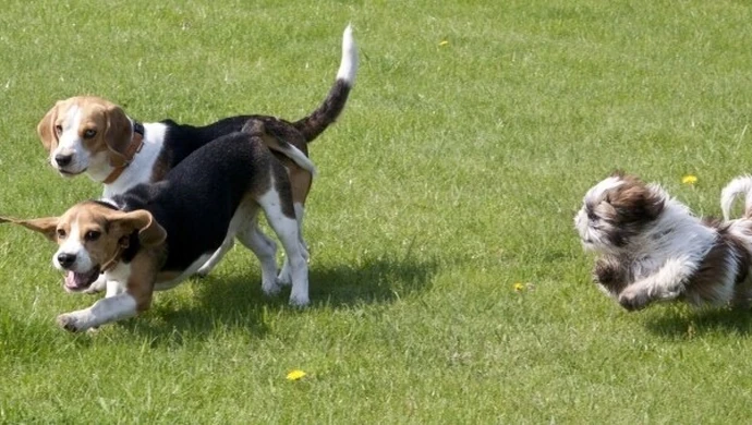 Sąd stwierdził, że czipowanie w Piotrkowie jest nielegalne