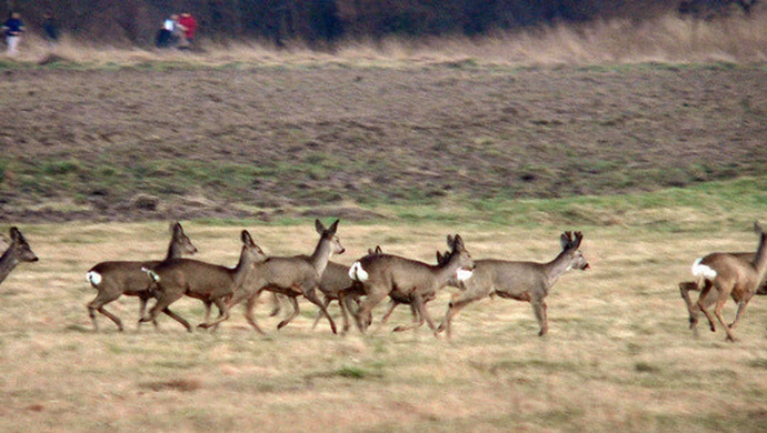 Policja apeluje: Uwaga na leśną zwierzynę
