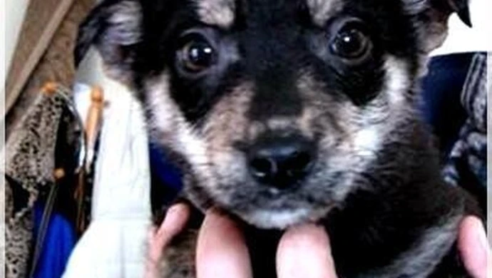 Schronisko: Przygarnij zwierzaka w weekend