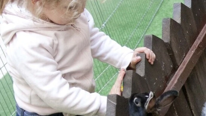 Palmy, pisanki i tradycyjny żur - Jarmark w Focusie