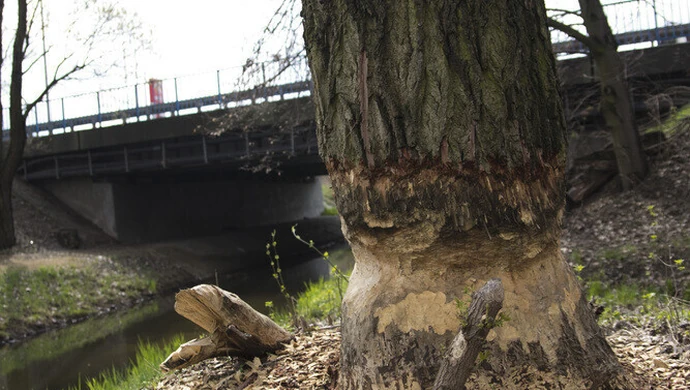 Piotrków: Na bobry nie ma rady