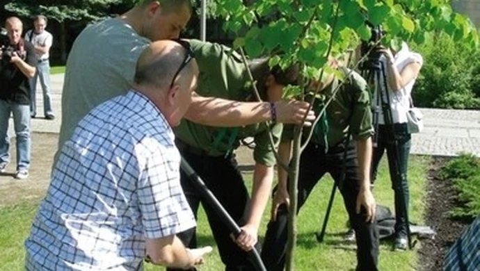 Drzewo radiowej Trójki w Bełchatowie