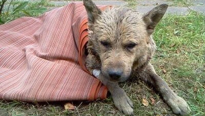 Region: Nieznany sprawca zakopał żywego psa