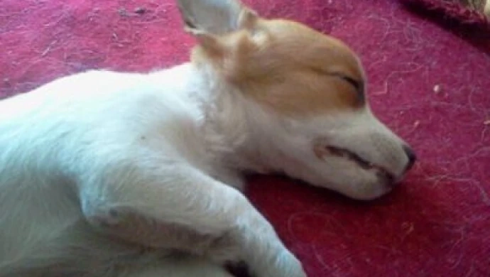 Pijani wyrzucili szczeniaka z pierwszego piętra