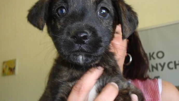 Już w sobotę przygarnij zwierzaka za złotówkę