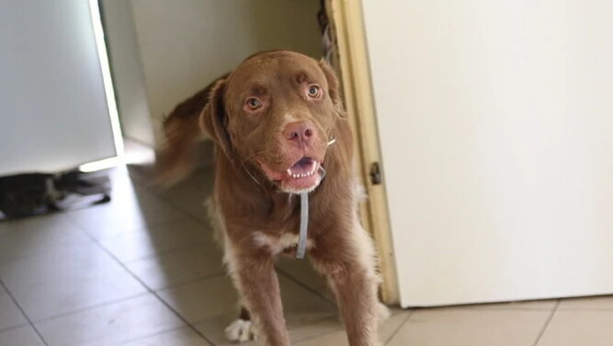 Coraz więcej psów w piotrkowskim schronisku