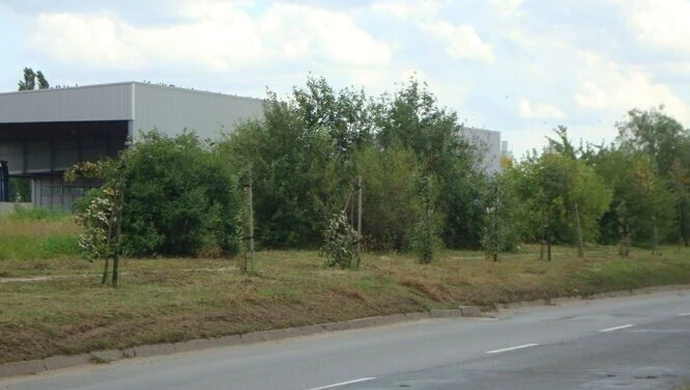 Kto niszczy zieleń w mieście?