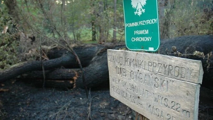 Region: Spłonął 900-letni Dąb Cygański