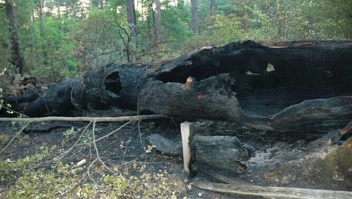 Region: Znowu podpalili Dąb Cygański