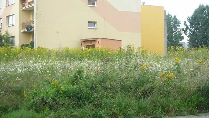 Nie chcą uporządkować zachwaszczonego terenu