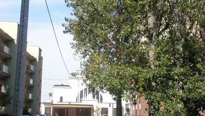 Na usunięcie niebezpiecznej gałęzi czekają miesiące