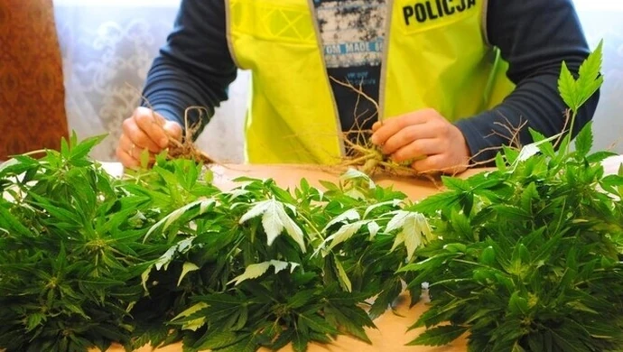 Region: Bracia wpadli na uprawie konopi 