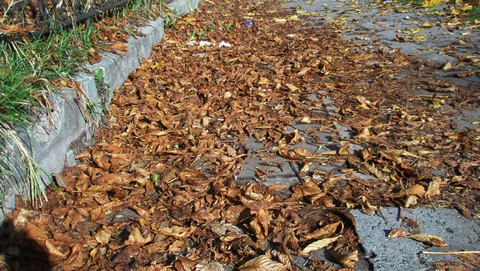 Piotrków: Dlaczego nie sprzątają liści?