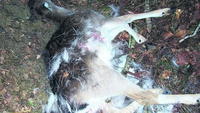 W powiecie piotrkowskim najwięcej kłusowników