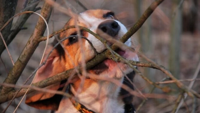 Pies w lesie może cię kosztować nawet 5 tys. zł