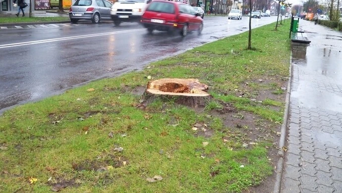 Piotrków: Usunięto drzewa przy Słowackiego