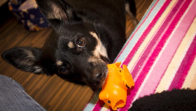 W Moszczenicy dopłacą do adoptowanego psa?