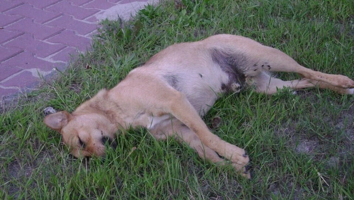 Uchwała i program gminy Sulejów dotyczący bezdomnych zwierzętach jest fikcją.