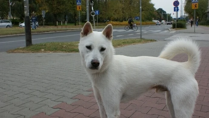 Zaginął pies w okolicach Urzędu Miasta