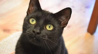 Muszą zadbać o bezdomne koty