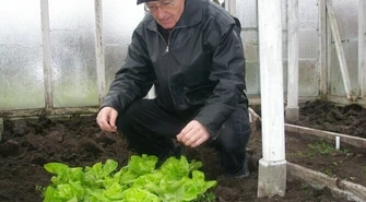 Piotrków: Styczniowa sałata na stole radnego