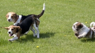 Sąd stwierdził, że czipowanie w Piotrkowie jest nielegalne