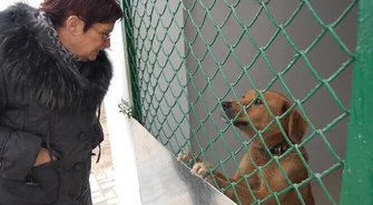 Schronisko: Psy za kurtynami. Będzie im cieplej