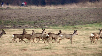 Policja apeluje: Uwaga na leśną zwierzynę