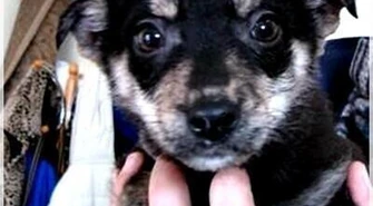 Zbieraj nakrętki - pomożesz psom