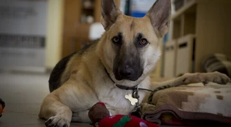 Ciuchcia wyjechała do Niemiec &#8211; tam znalazła dom