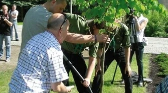 Drzewo radiowej Trójki w Bełchatowie